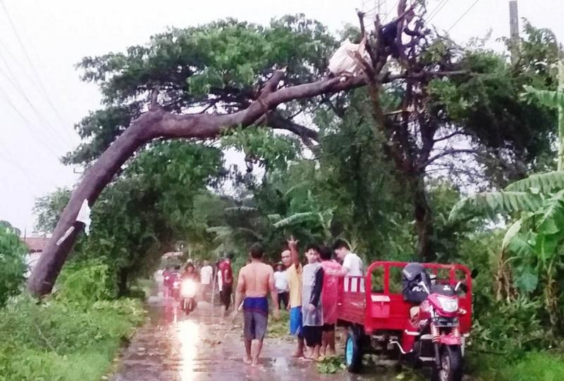 Dua orang warga terpaksa naik ke atas pohon yang miring tertiup angin  memotong batang pohon yang akan roboh dan merintangi ruas jalan kabupaten Terisi-Kedokan Gabus. (Taryani)