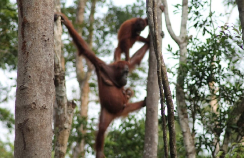 Orangutan di Kalimantan (foto:ilustrasi/dok:BeritaTrans.com/ahmad) 