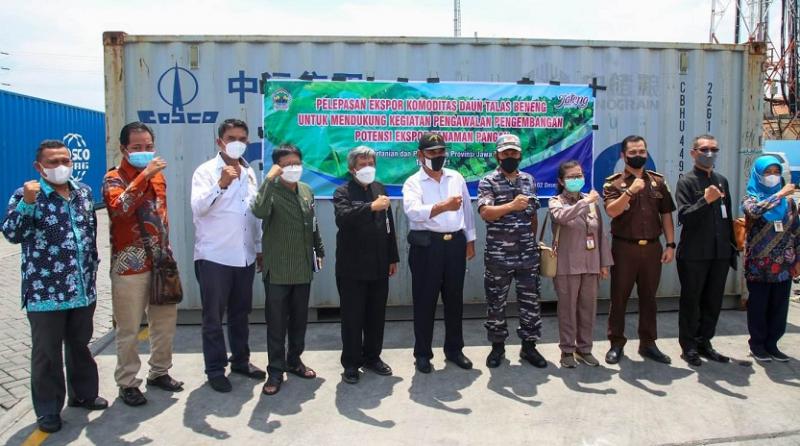 Pelepasan ekspor daun talas ke Australia. (Ist.)