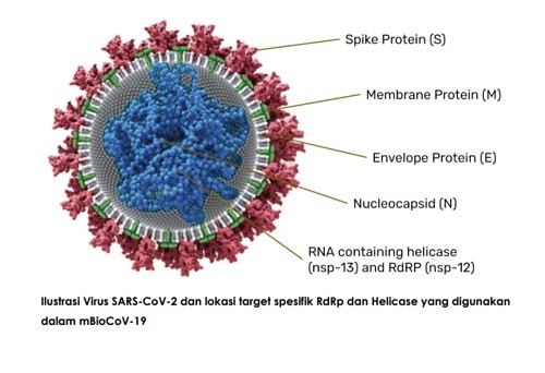 Ilustrasi Virus SARS-CoV-2. (Ist.)  