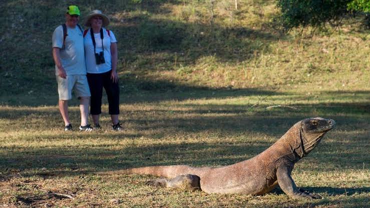 Komodo berkeliaran di pantai Pulau Komodo, habitat alami kadal terbesar di dunia. Indonesia telah mendeklarasikan pulau-pulau itu sebagai taman nasional pada tahun 1980 untuk melindungi komodo. Foto: bbcindonesia.com.