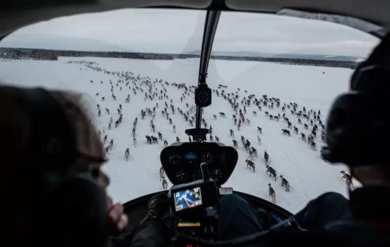 Rusa kutub yang kabur digiring dari udara menggunakan helikopter dan dibantu oleh mobil salju di darat.(Getty Images)