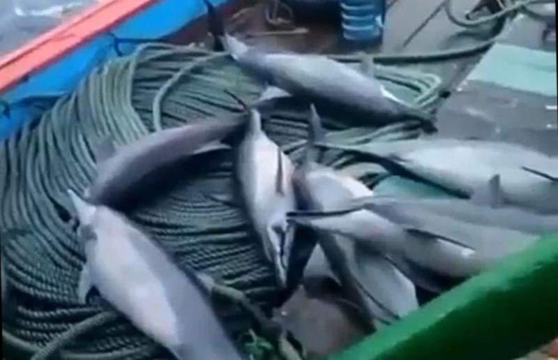 Melalui unggahan video tampak beberapa lumba-lumba yang terjaring dan berada di geladak kapal nelayan.(foto:Istimewa) 