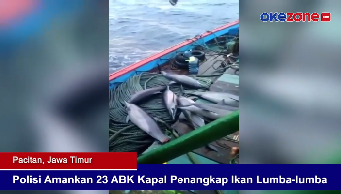 Lumba-Lumba Ditangkap Nelayan. 