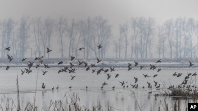Burung-burung yang bermigrasi terbang di atas air yang membeku di lahan basah di Hokersar, utara Srinagar, Kashmir yang dikuasai India, Jumat, 22 Januari 2021. (AP Photo/Dar Yasin)
