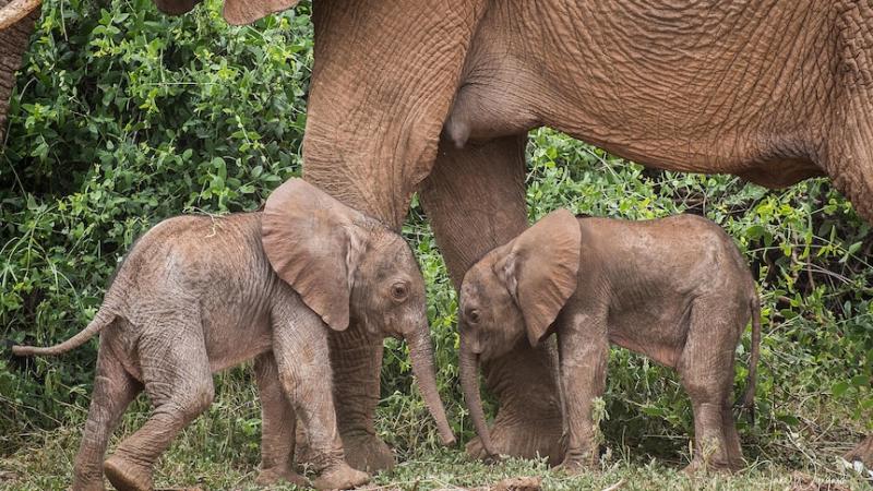 Kelahiran bayi gajah kembar di cagar alam nasional di Kenya adalah peristiwa langka. (Save the Elephants: Jane Wynyard via AFP)