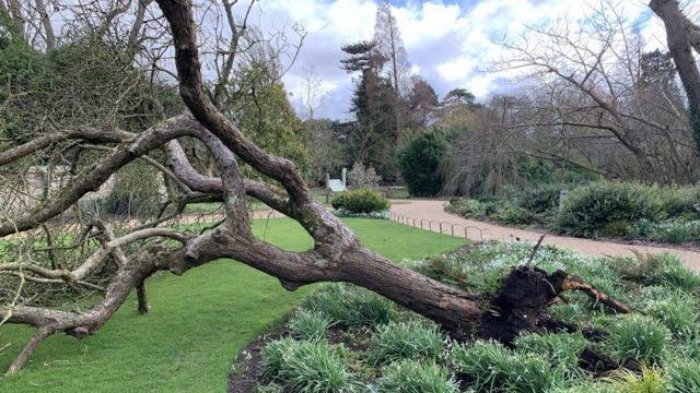 Kebun Raya Universitas Cambridge, Inggris, telah kehilangan 