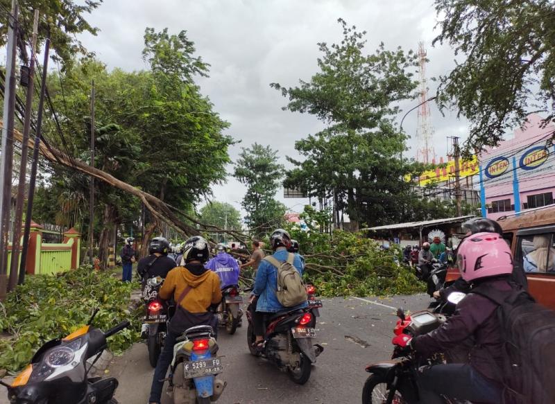 Pohon tumbang di jalan Ir H Juanda, Kota Bekasi, Sabtu (5/3/2022). Foto:warga
