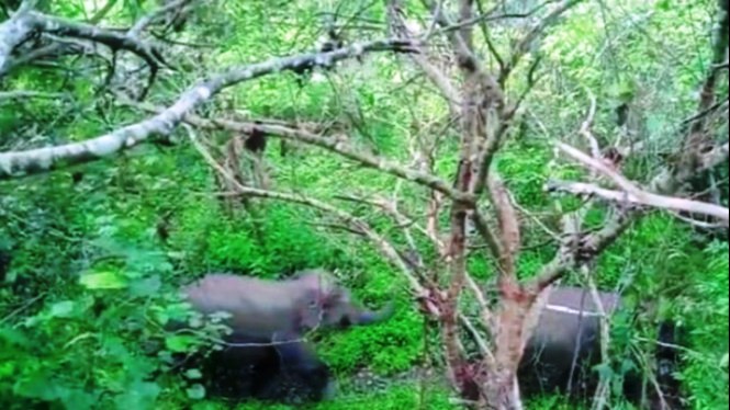 Belasan ekor gajah liar di Taman Nasional Bukit Barisan Selatan (TNBBS) masuk ke dalam permukiman warga di Pekon Gunung Ratu. (Foto:tvonenews.com)