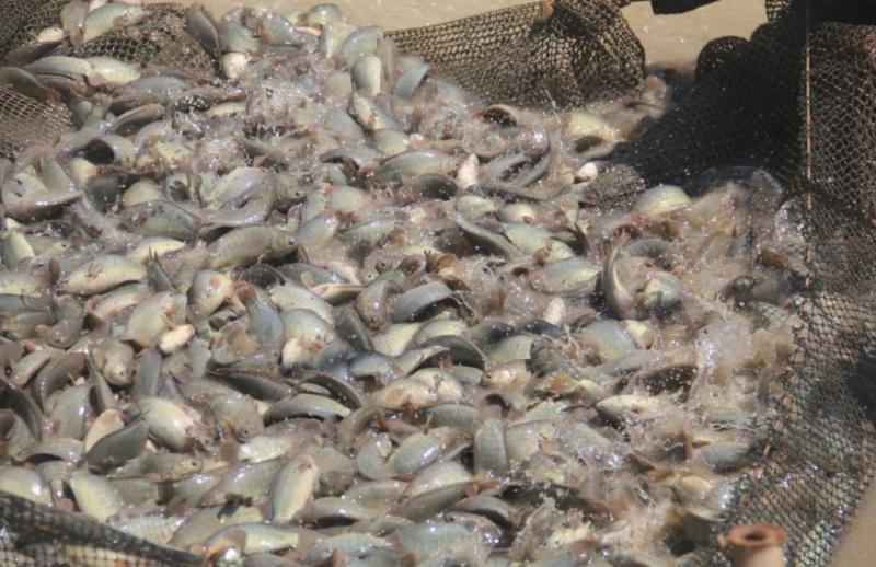 Ikan betok atau papuyu dikembangkan di kampung perikanan budidaya di Desa Mantaren II, Pulau Pisang, Kalimantan Tengah. 