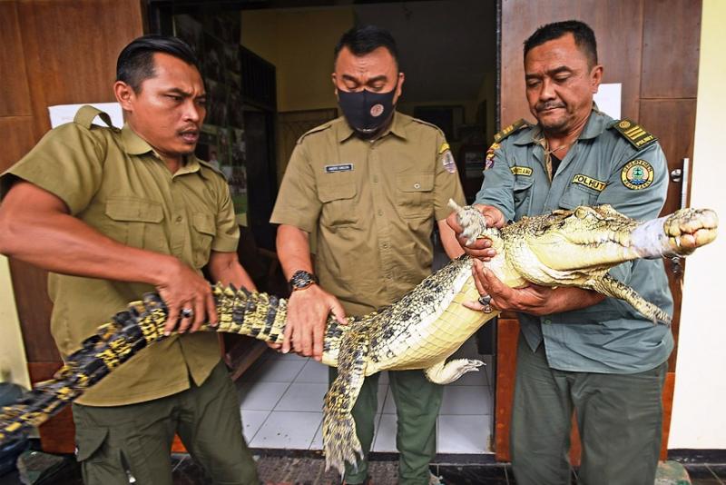 Ilustrasi buaya muara. (Ist.)