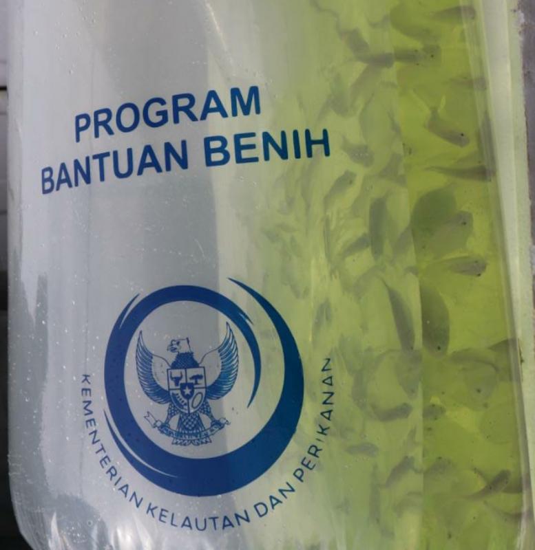 KKP melalui Balai Besar Perikanan Budidaya Laut (BBPBL) Lampung telah menyalurkan 100.000 ekor benih ikan bawal bintang kepada sejumlah Pokdakan di Kampung Perikanan Budidaya Bawal Bintang di Kabupaten Pesawaran, Lampung.