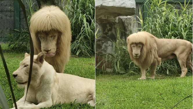 Penampilan Rambut Seekor Singa di Kebun Binatang Guangzhou Ini Berbeda,  Netizen: Lucu Banget