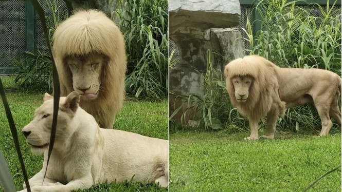 Penampilan rambut seekor singa ini berbeda dan ternyata  menarik perhatian netizen. (Foto:tvonenews.com/mothership.sg)