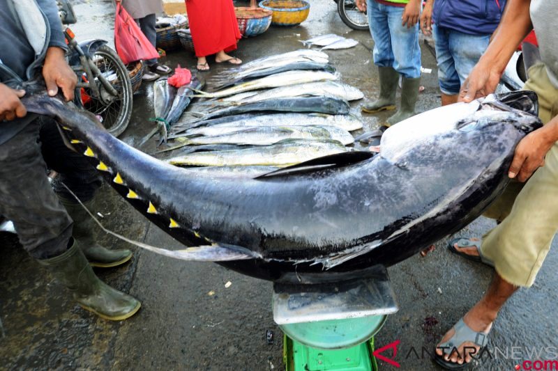 Ilustrasi ekspor ikan tuna dari Maluku mengalami peningkatan. (Foto:Antara) 