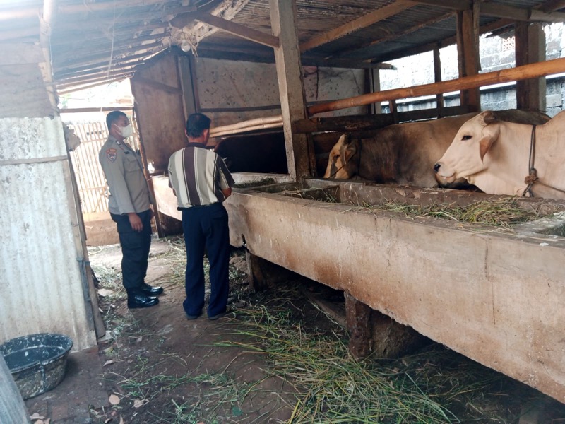 Bhabinkamtibmas  kelurahan Mustikasari Polsek Bantargebang Aiptu Sarjono dalam kesempatan tugasnya melakukan peninjauan Monitoring dan pengecekan tempat peternakan sapi dan kambing di wilayah binaannya. Foto: istimewa.
