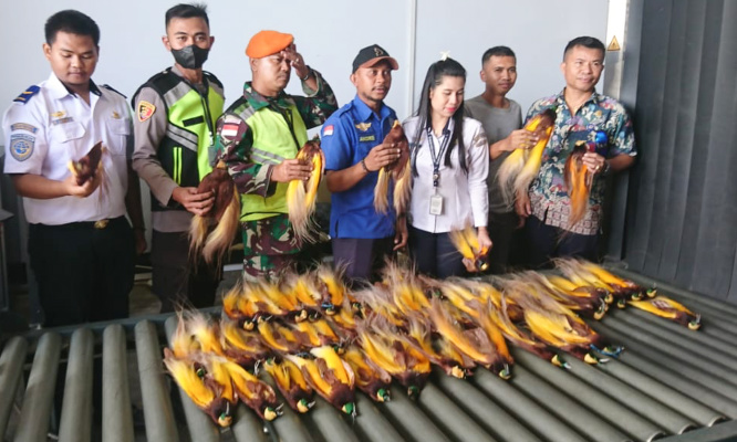 Penyelundupan Burung Cenderawasih kering yang diselundupkan lewat Bandara Mopah Merauke Papua. (KabarPapua.co/Abdel Syah)