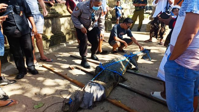 Buaya yang berhasil diamankan petugas di Pantai Legian Bali. 