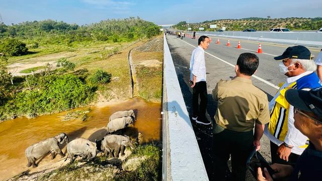 Presiden Jokowi melihat perlintasan gajah di KM 12 ruas Tol Pekanbaru-Dumai, Kamis (5/1/2023). Jokowi menekankan pentingnya memperhatikan lingkungan dan satwa liar dalam proyek pembangunan infrastruktur di Indonesia. 