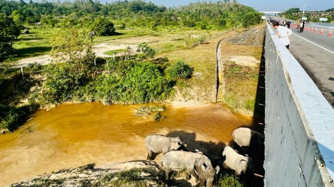 Presiden Jokowi  melihat gajah-gajah berjalan di bawah ruas tol Pekanbaru-Dumai atau tepatnya di KM 12. (Foto: Biro Pers Sekretariat Presiden)