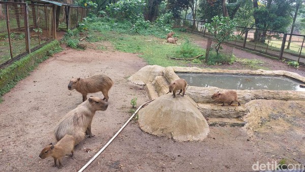Kapibara di Taman Margasatwa Ragunan (Rumondang/detikcom)