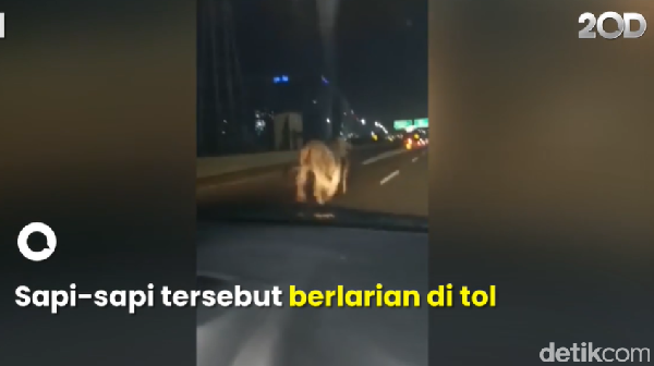 Sapi-sapi lepas dan berlarian di Tol Cengkareng usai truk pengangkutnya kecelakaan (Foto: 20detik) 