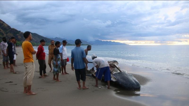 Paus terdampar di pantai di NTT. (Istimewa)