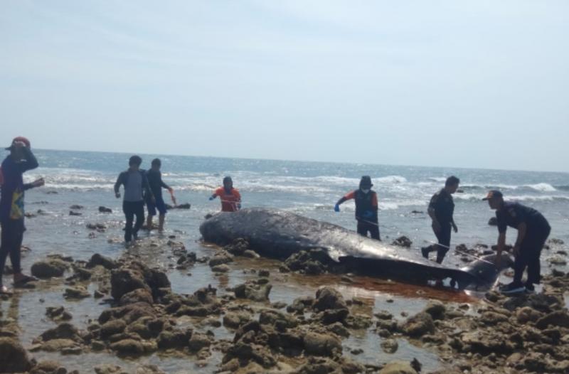 Balai Pengelolaan Sumberdaya Pesisir dan Laut (BPSPL)-KKP Makassar menangani Paus Cuvier, salah satu paus langka, yang mati terdampar di Pesisir Pantai Pulau Tanakeke, Desa Maccini Baji, Kecamatan Kepulauan Tanakeke, Kabupaten Takalar pada Rabu (11/10/2023).