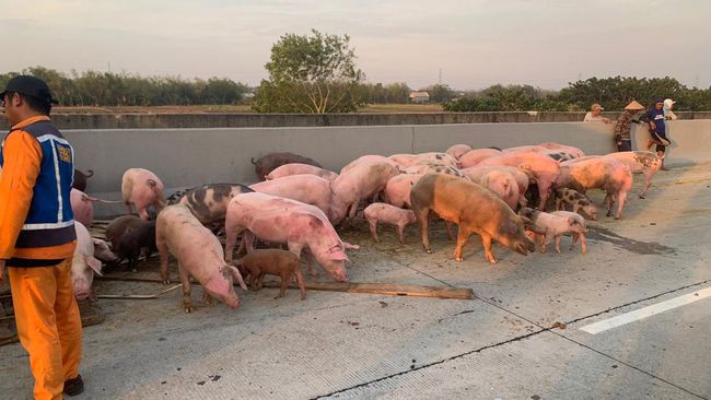 Babi-babi berhamburan di jalan tol gegara truk pengangkut terguling. (Foto: Dok. Istimewa)