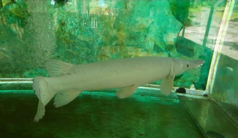 Ikan Alligator Gar