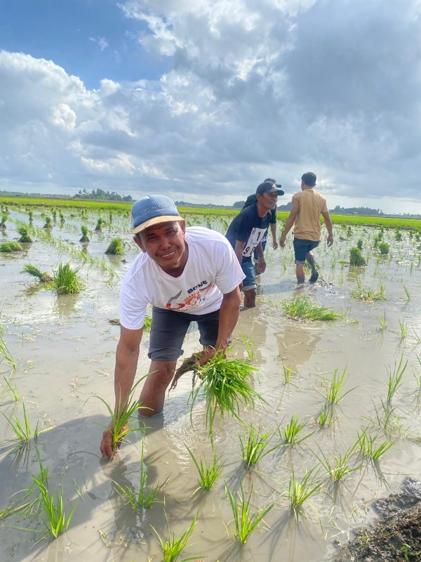 Petani menanam padi