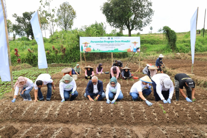 Desa mandiri penghasil sayuran 