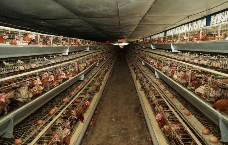 Ternak Ayam Ras 